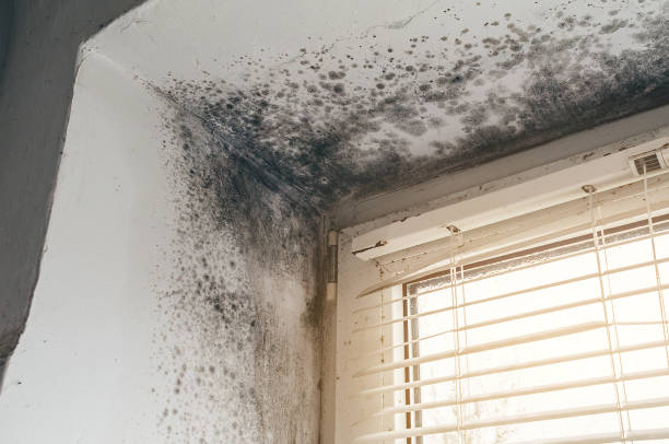 Affordable Bathroom Mold Removal solutions in Lyndhurst, VA